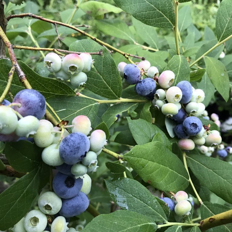 Amazing patritot blueberries this year!